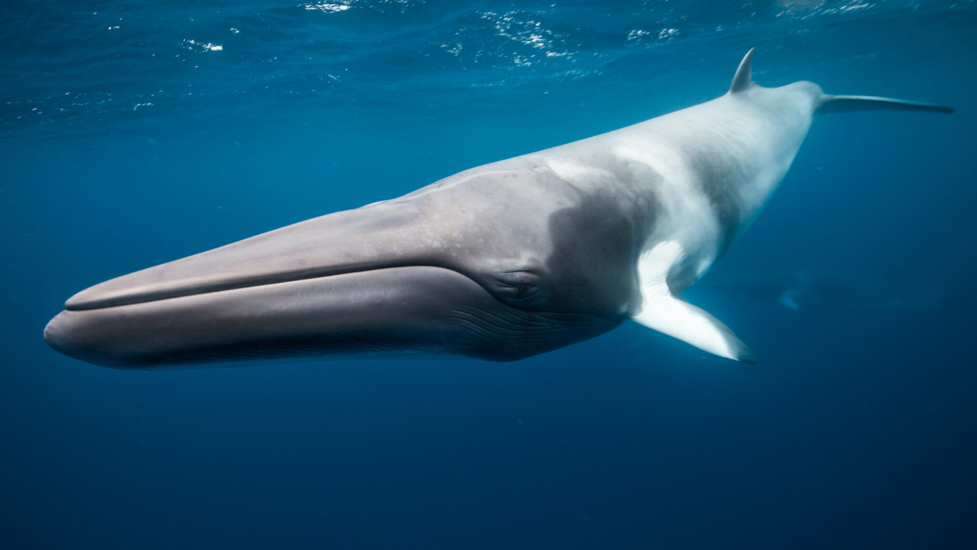 海洋中最大的 10 种鲸鱼 世界上最大的 10 种鲸鱼